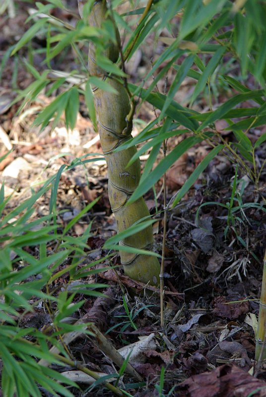 Phyllostachys edulis Kikko-chiku Phyllostachys heterocycla f heterocycla